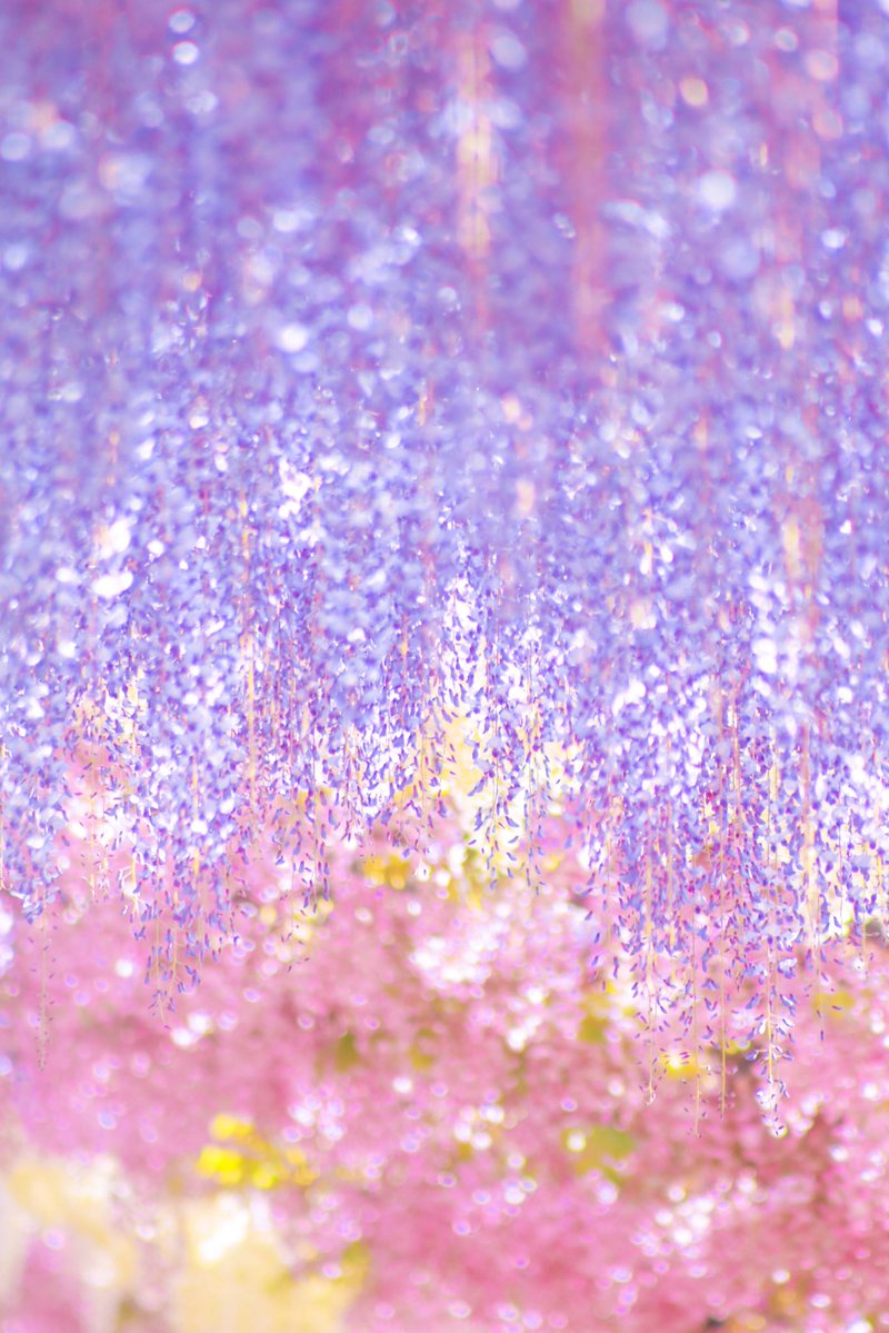 カラフル写真家Ayane.💐5/23（土）デザフェス西1階D-76.77 tweet media