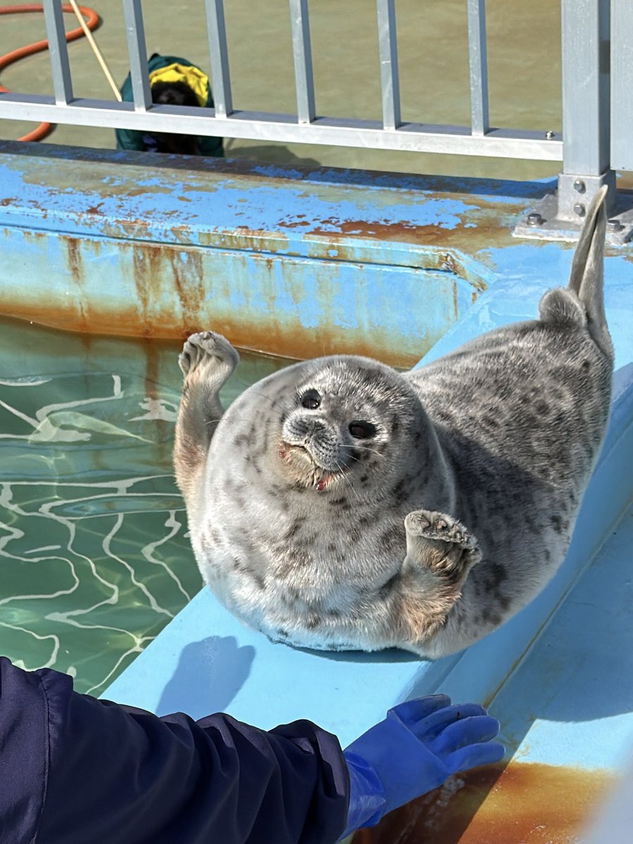 かお🦭 tweet media