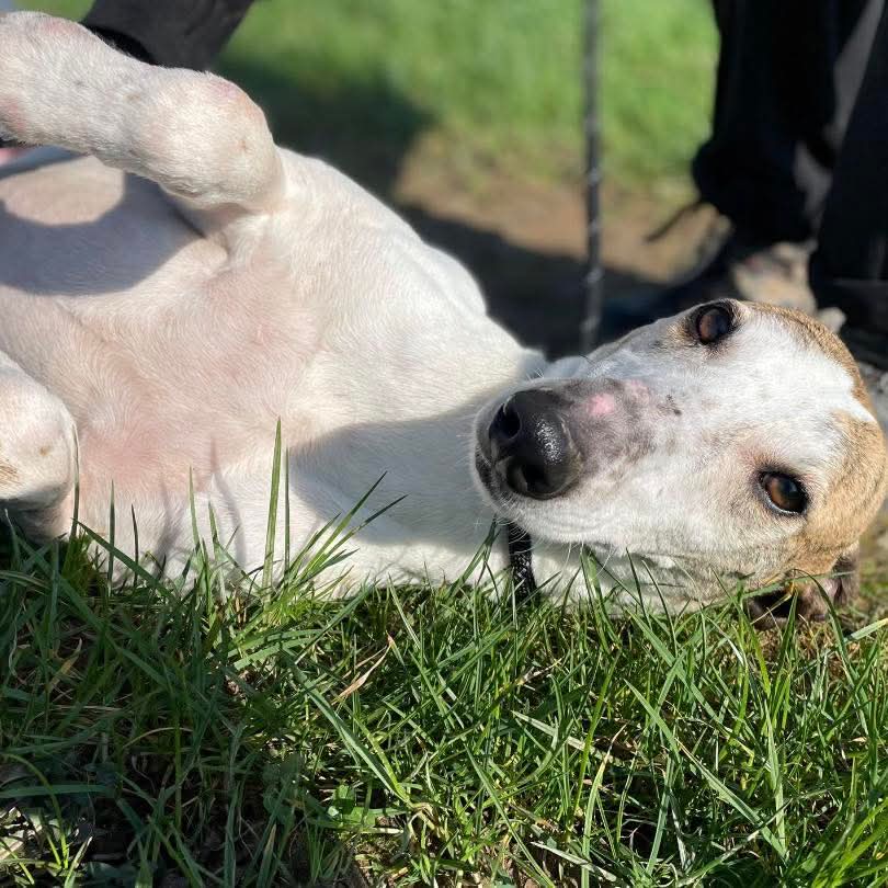 💔NOBODY WANTS TIMMY - One of Timmy's previous posts got 1.2K reposts &amp; 15.2K views, thank you all, but this sweet lad is still looking for a home. Can we get his post seen by his new person or people by sharing again please💔

Meet Timmy, a beautiful, laid-back 8 year old gentle