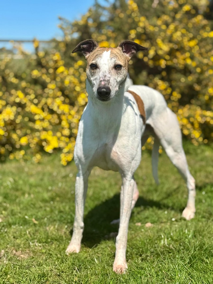 team_greenacres's tweet image. 💔NOBODY WANTS TIMMY - One of Timmy's previous posts got 1.2K reposts &amp;amp; 15.2K views, thank you all, but this sweet lad is still looking for a home. Can we get his post seen by his new person or people by sharing again please💔

Meet Timmy, a beautiful, laid-back 8 year old gentle