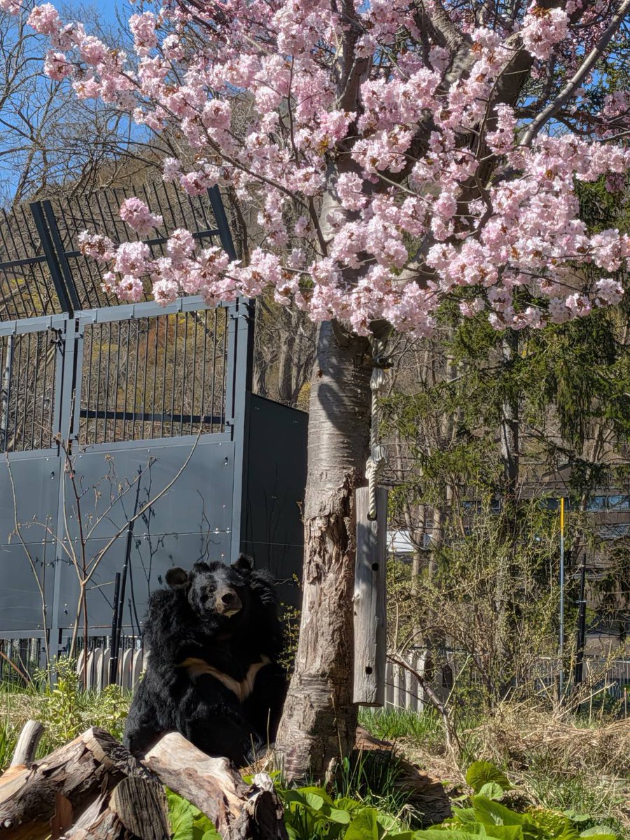 札幌市円山動物園（公式） tweet media
