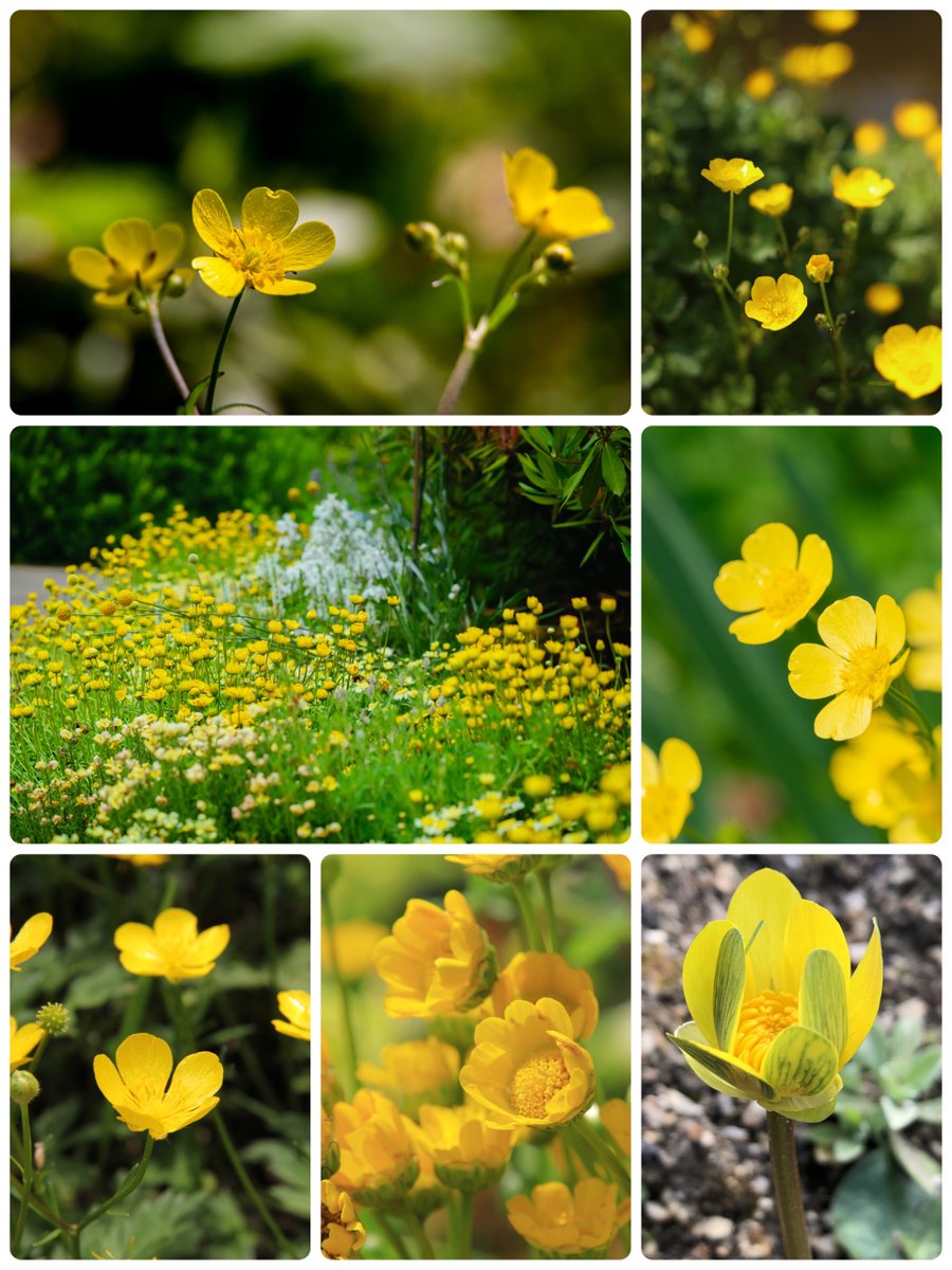 yu nokonoko✻*˸ꕤ*˸✿.•¨•.¸¸.•¨•.¸¸❀✿❀.•¨•.¸¸.•¨•.✿ tweet media