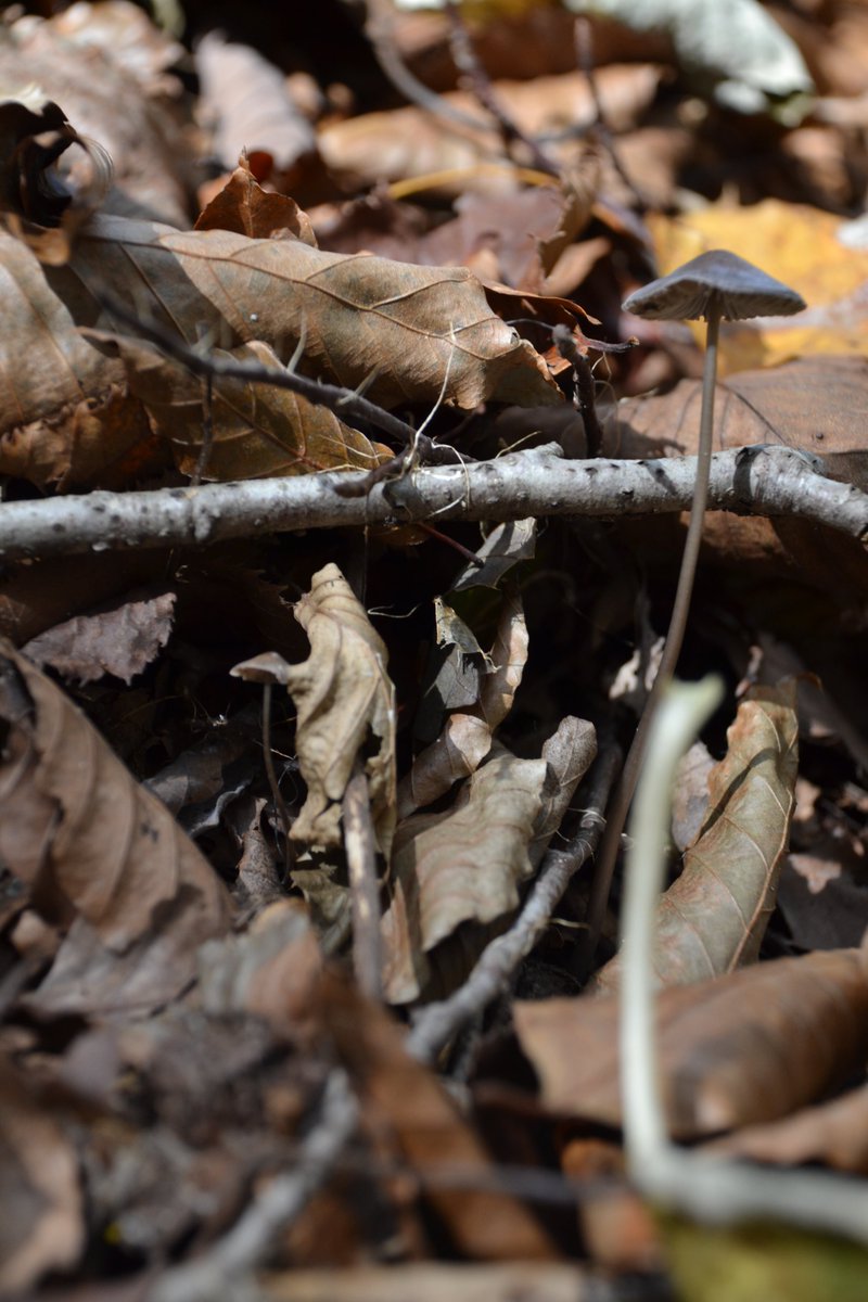 十和田湖駅の食堂とおみやげ屋さん tweet media