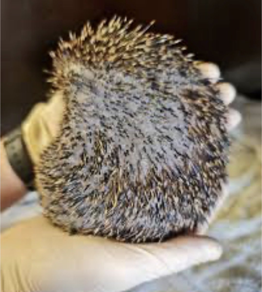 ‼️ wenn ihr so einen Igel in Euerem Garten seht, bitte in eine Igelstation bringen ‼️ denn die Igel haben dann einen Pilz / Milbenbefall und müssen dringend behandelt werden ‼️