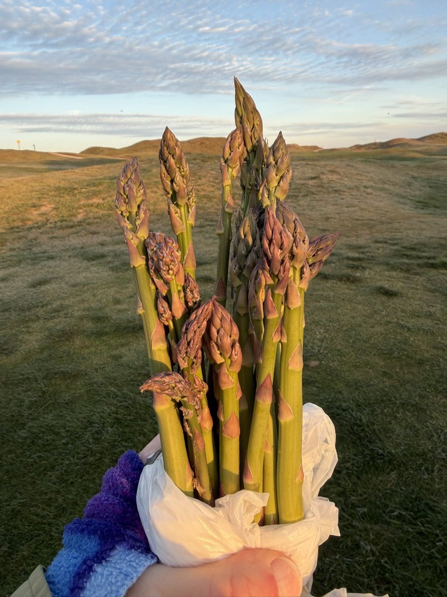 NessaSpratticus's tweet image. Early morning foraging for wild asparagus… #deer #wildasparagus