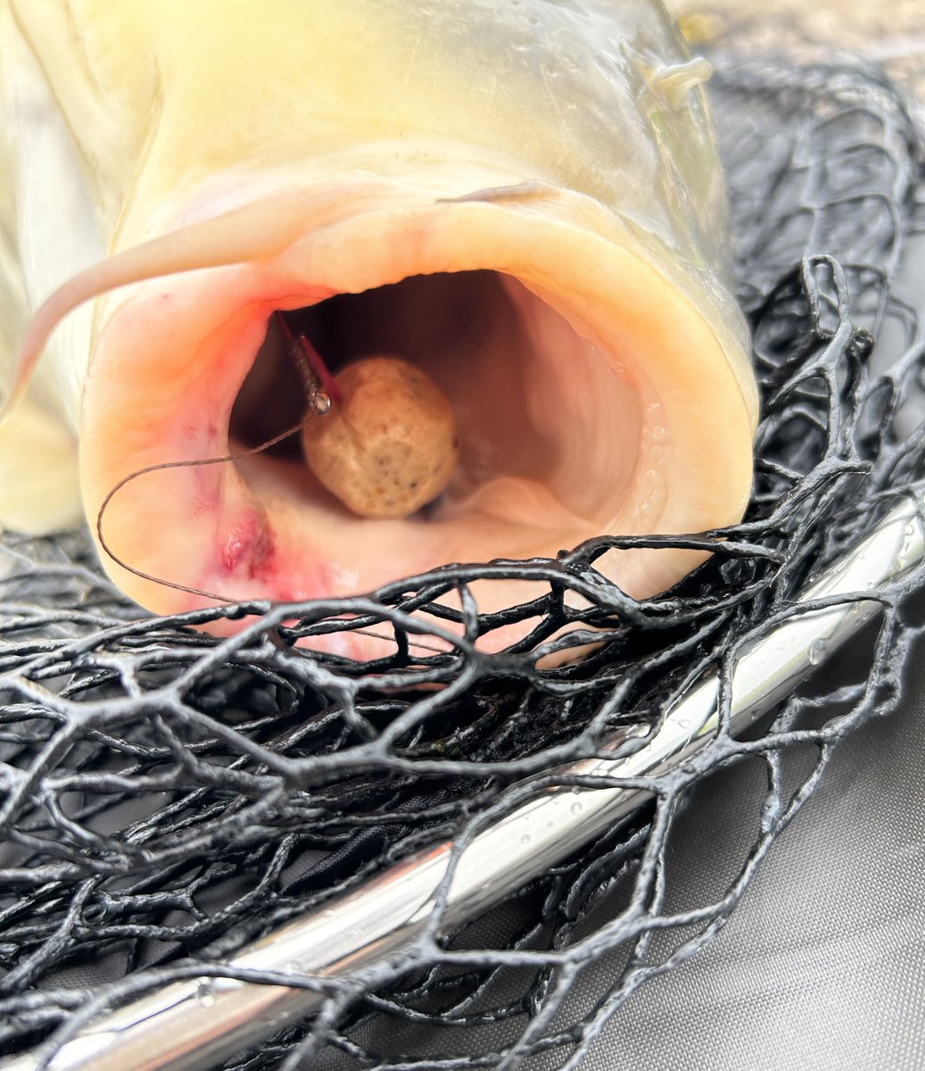 naocreo1's tweet photo. 【Feather-Mounted Boilie】
1. Concept
Added fly feathers to a hair rig for lifelike movement.

2. Modification
Hex-cut 20mm boilie to prevent rolling. Keeps bait stable while feathers flutter.

3. Result
Landed an 82cm carp at Lake Biwa, using this rig.

#CarpFishing #CustomRig https://t.co/Ue91AcoGVS