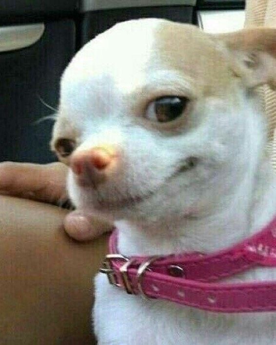 Mr_GOODNESS 🫥🤡 tweet media