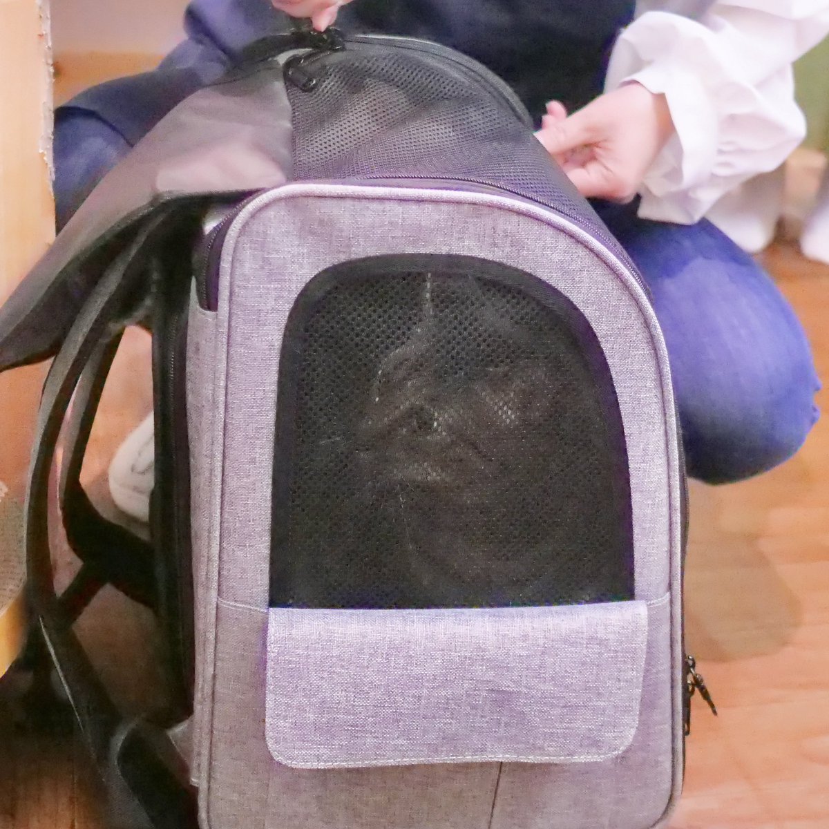 保護猫カフェMiagolare tweet media