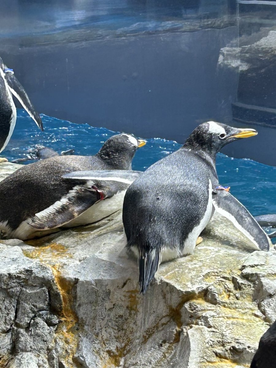 ペンギン すみだ水族館】2年ぶりにペンギンの赤ちゃんが仲間入り マゼラン