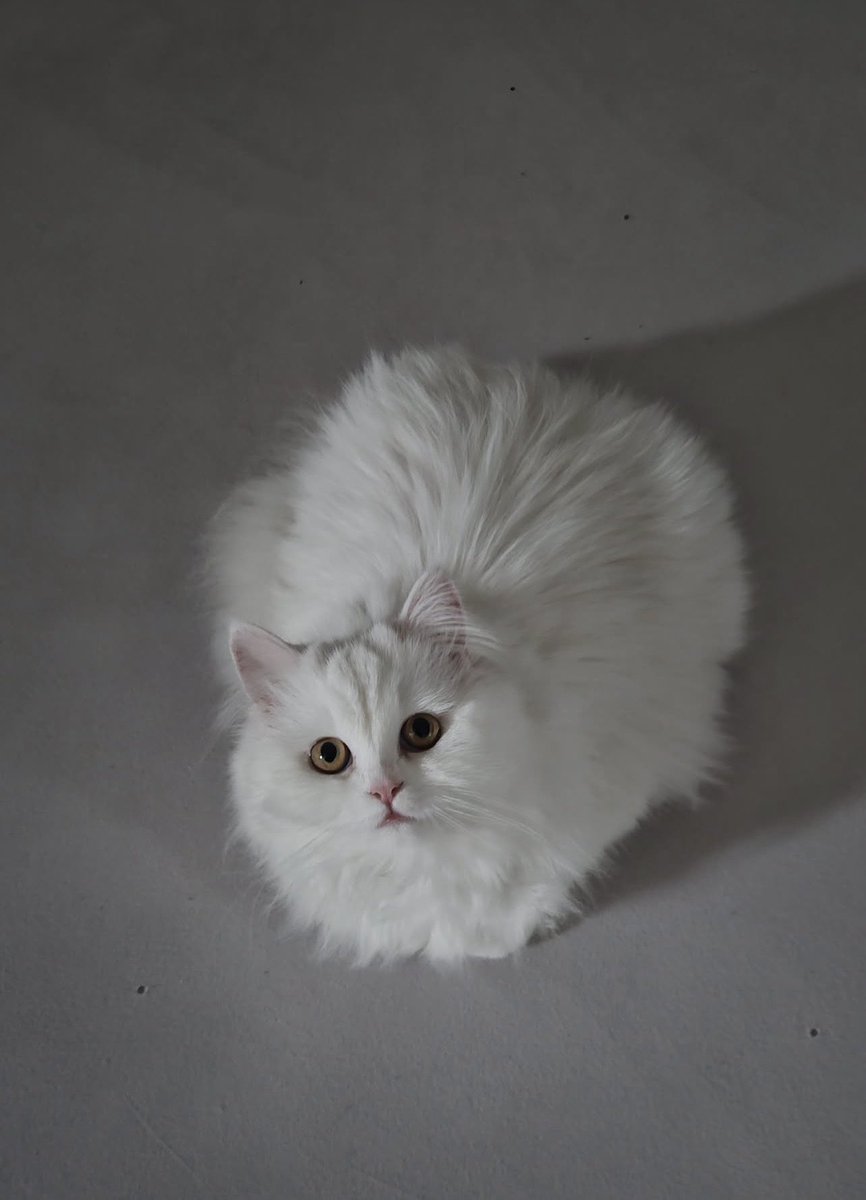 ✨⋰Ẍ⋱ 🇸🇾شركَسيّة✨ tweet media