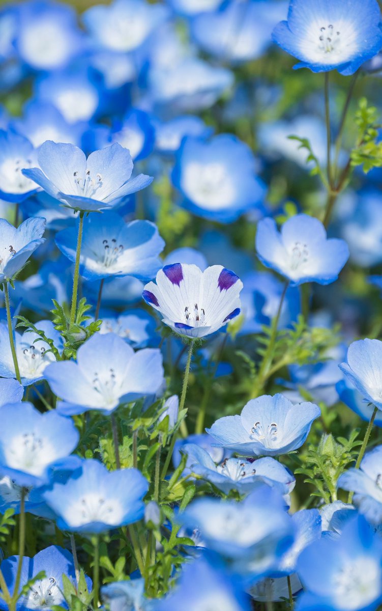 Zamaskus tweet media