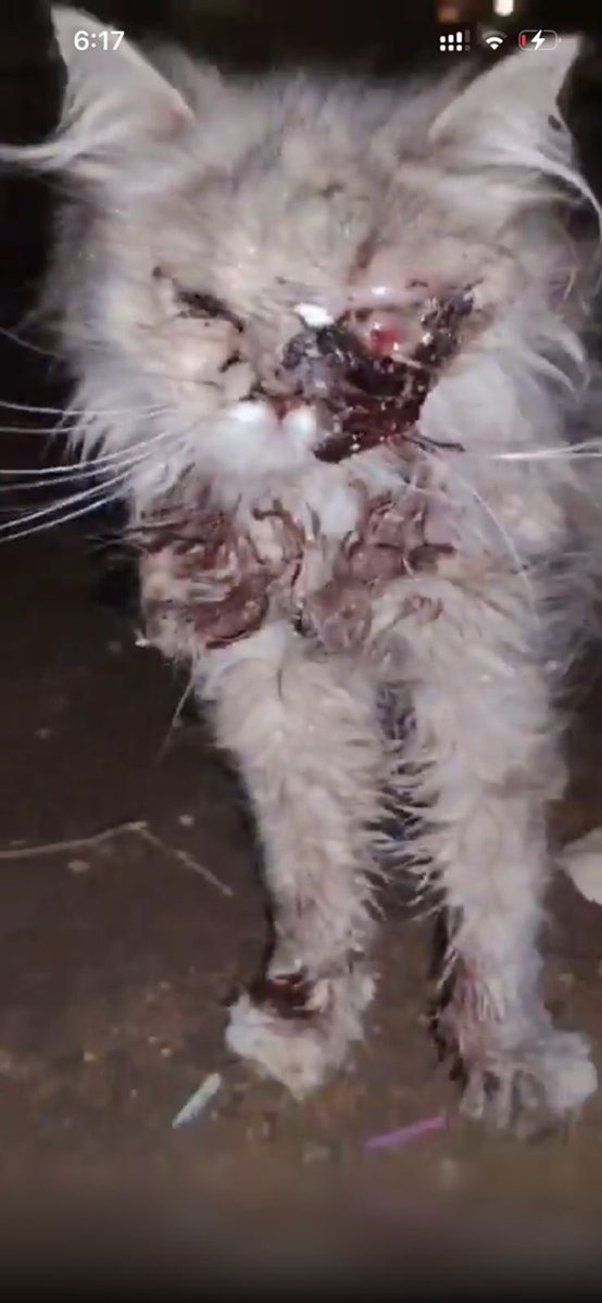 🌺 Ahlam AL Refae tweet media