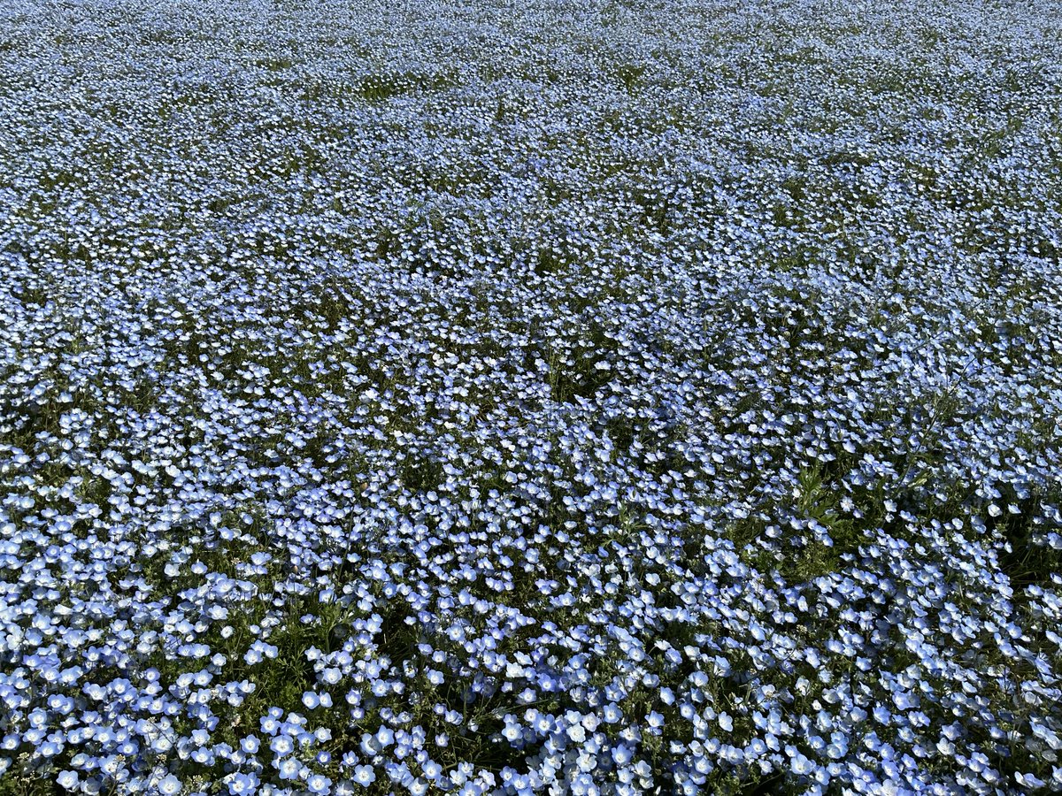 ネモフィラが見頃ですねえ
これを見たくて来たんだけどね