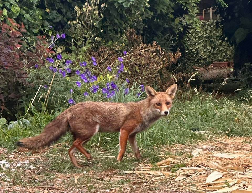Chris Packham tweet media