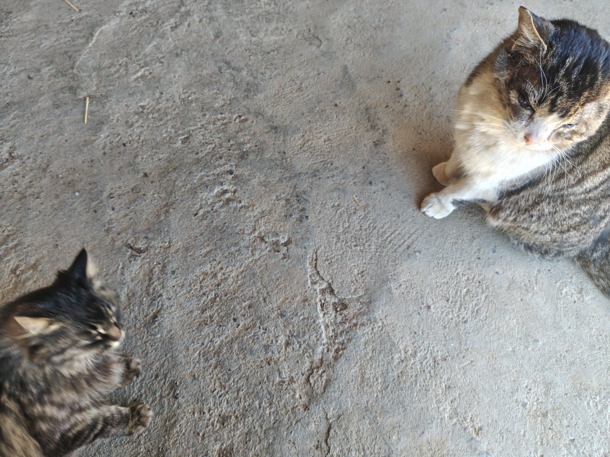 べんぞう tweet media