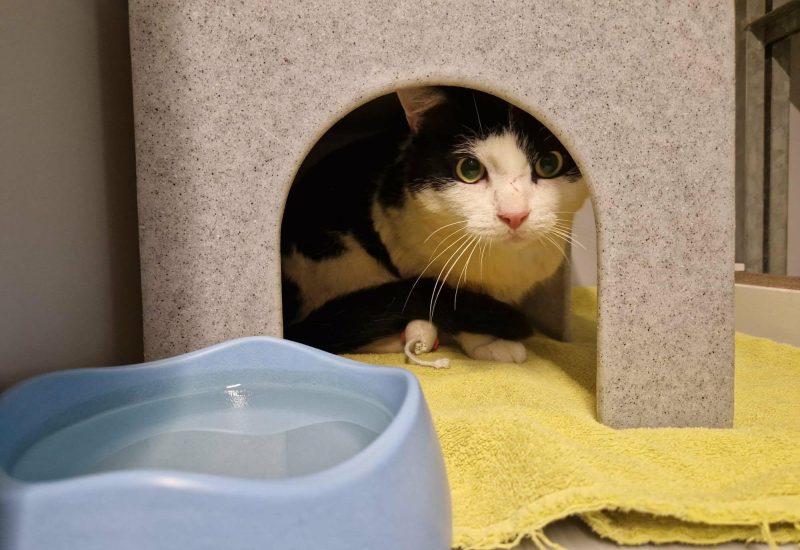 Joske 💙 (FIV+) is een ontzettende knuffelkont; hij kan er geen genoeg van krijgen.
Heeft u iets oudere kinderen? Helemaal leuk want dan krijgt hij nog meer aandacht!

Interesse?
ikzoekbaas.dierenbescherming.nl/asieldier/katt…

Over FIV:
zuiderzeezwerfdieren.nl/fiv-kattenaids/

Delen = ❤

#AdoptDontShop
