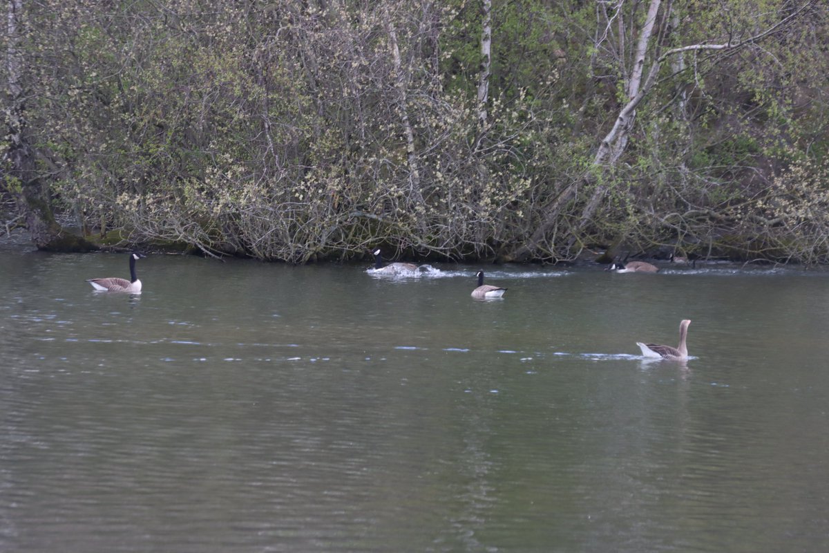 jgphotography10's tweet image. Canada Geese of Brasside Ponds on the move 🪿📸 - 16/04/2026 (1/2)

#CanadaGeese #Geese #Birds #BrassidePonds #Durham #Photography