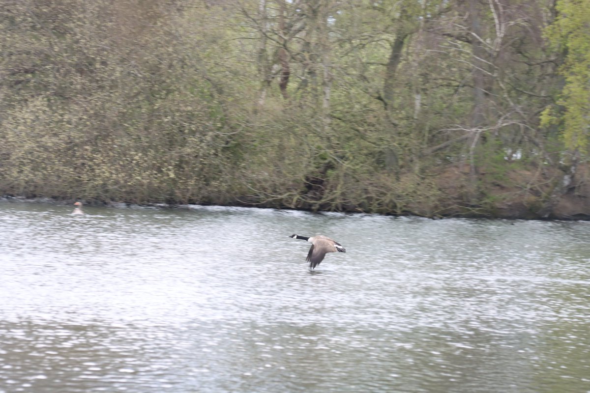 jgphotography10's tweet image. Canada Geese of Brasside Ponds on the move 🪿📸 - 16/04/2026 (2/2)

#CanadaGeese #Geese #Birds #BrassidePonds #Durham #Photography