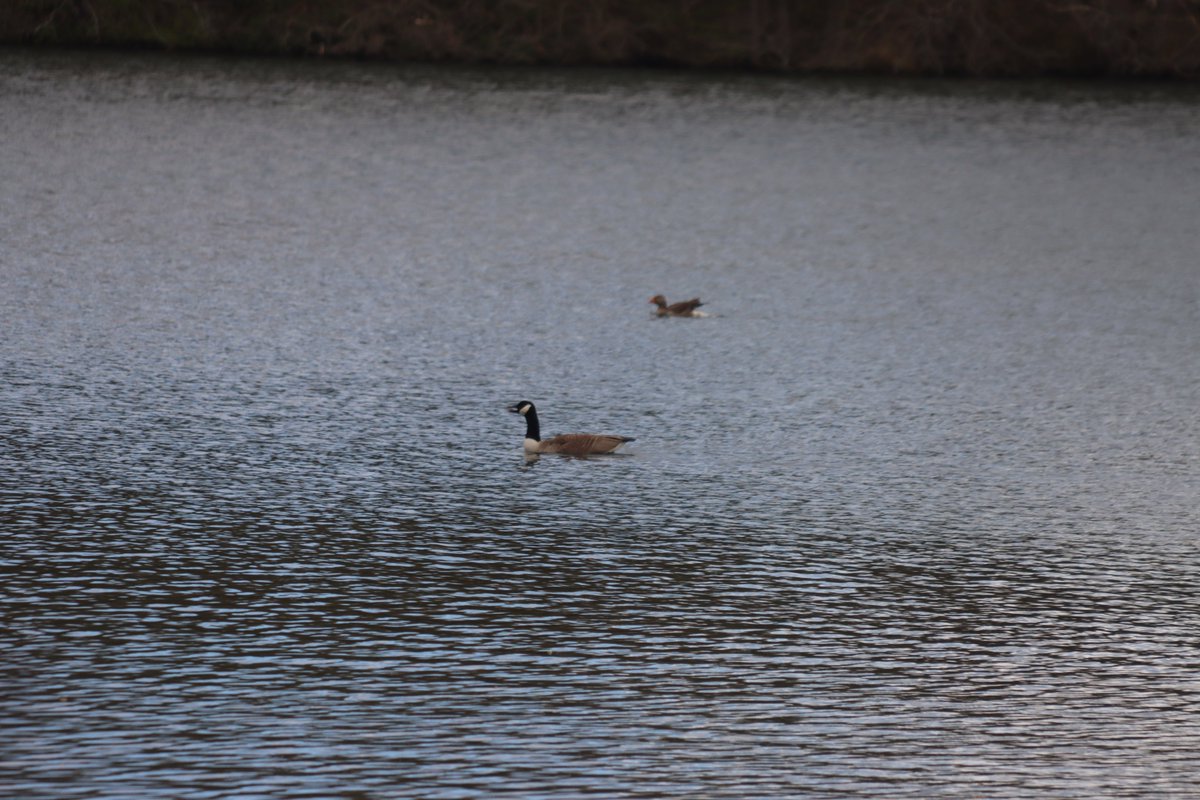 jgphotography10's tweet image. Canada Geese of Brasside Ponds on the move 🪿📸 - 16/04/2026 (2/2)

#CanadaGeese #Geese #Birds #BrassidePonds #Durham #Photography