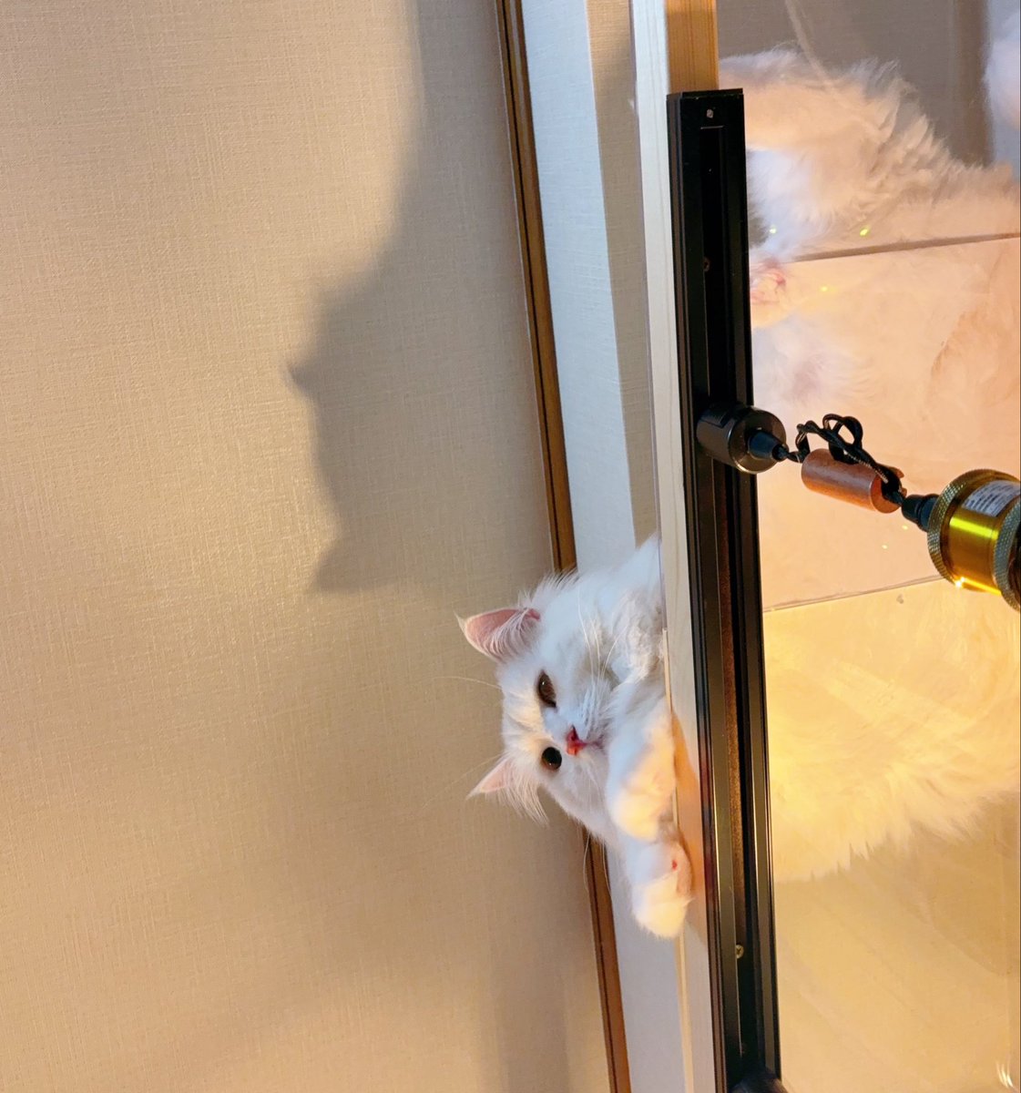 日本人は地震に慣れてるから
小さな地震にはあまり驚かないけど
海外の人は同じ揺れでもびっくりするって
よく聞くよね？

じゃあ猫は……？
うちの猫、地震で揺れても、
なんかよく分からんがまたいつものか……
ってのんびり構えてるけど、
同じ揺れでも海外の猫ちゃんはもっと慌てたりする？