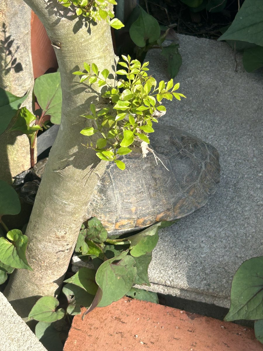 かめつき🐢 tweet media