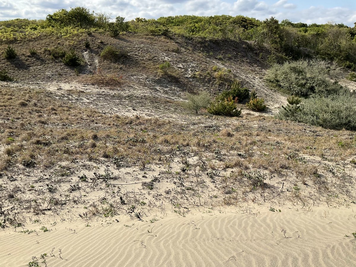 大砂丘エリア
モンハンかな？