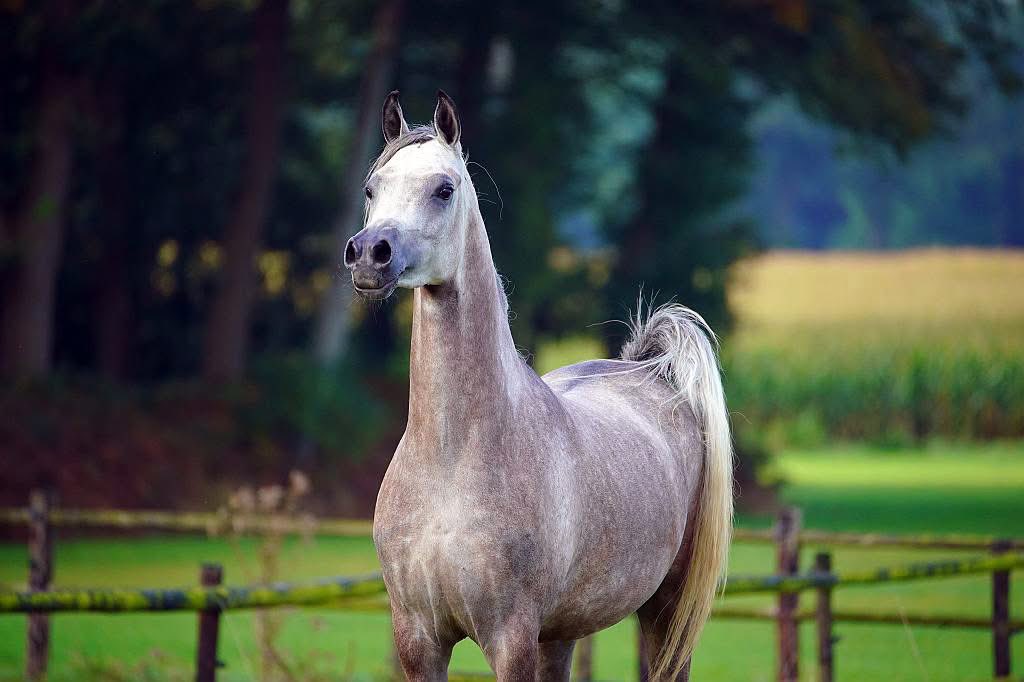 زايد العتيبي tweet media