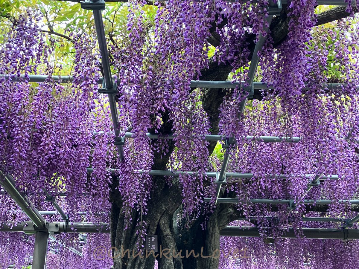 今年も野点をいただきました。これも楽しみのひとつ🥰🍵