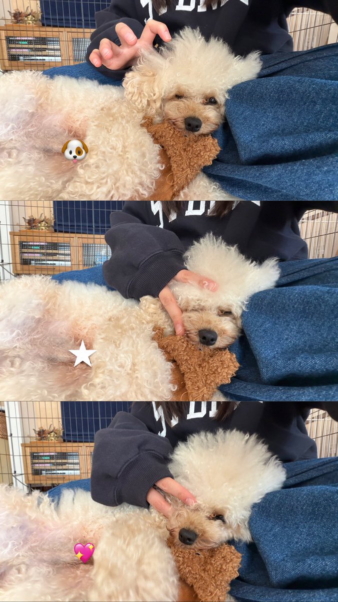 わんころころ🐶

<a href="/aimyonGtter/">あいみょん 🦭</a>