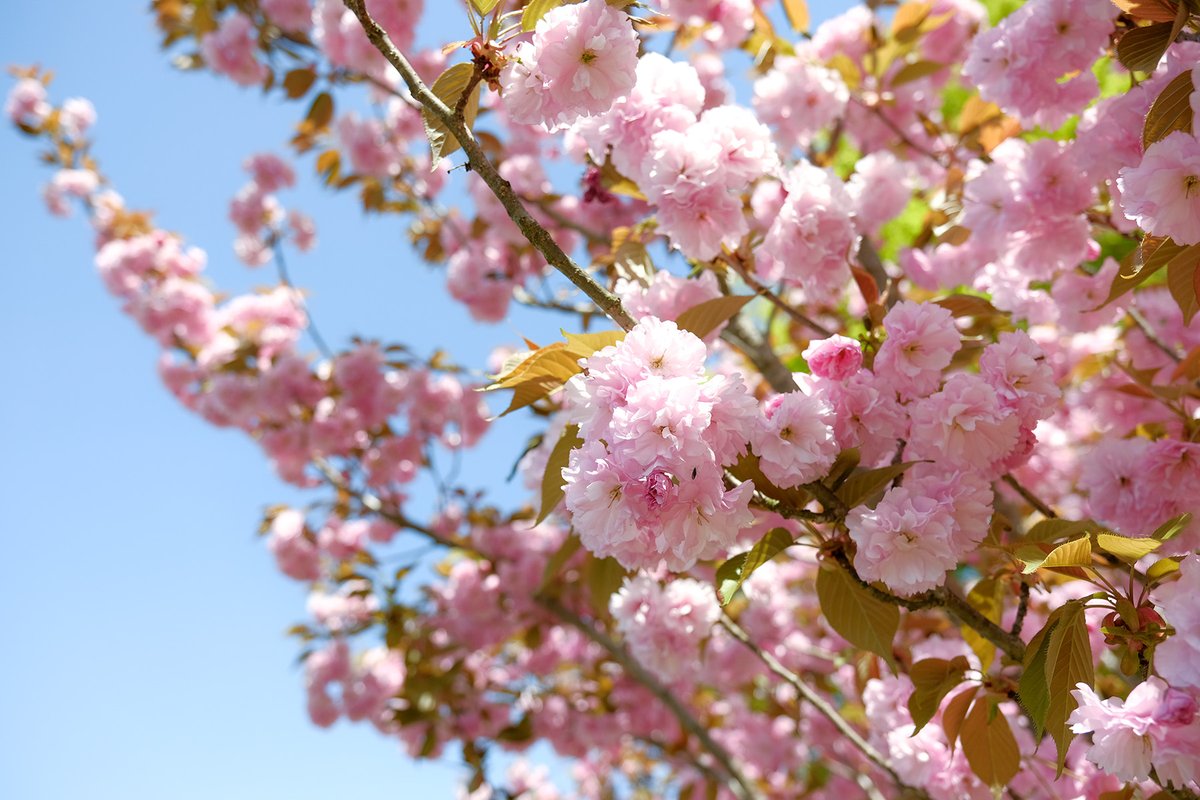 飛騨高山ライブカメラ管理人 tweet media