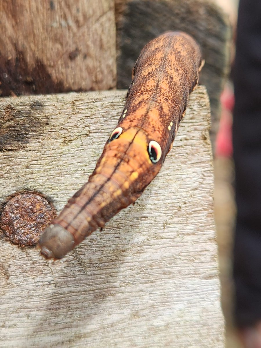 Tiddy𓅓 à la 𓅓Talons tweet media