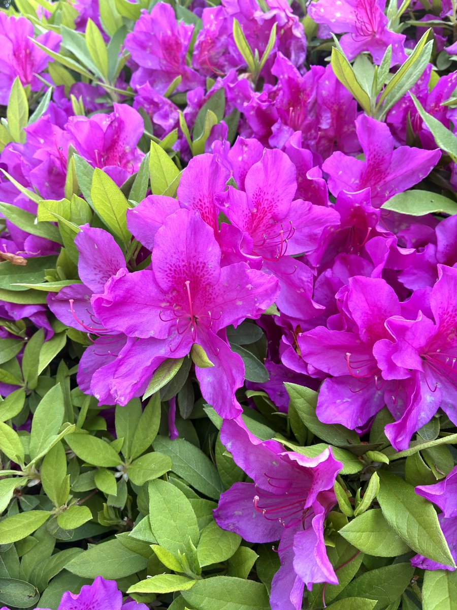 AsakusaWindOrch's tweet photo. ツツジの花が綺麗に咲く季節になりましたね☺️

今日は海の2楽章と牧神の午後を合奏しました！
海の2楽章はクラリネットの楽譜inAですが、A管を持っていないので、inB♭に読み替えて頑張って吹いてます。
牧神の午後は、ハーモニーや音の動きの感じがとても心地よい曲です！

ではまた〜♪

#asakusaWO https://t.co/L3CbWgyODD