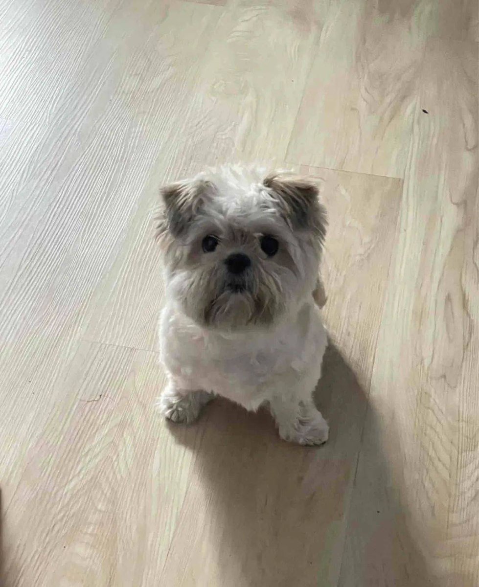 Kai-Ken on ETH (甲斐犬) tweet media