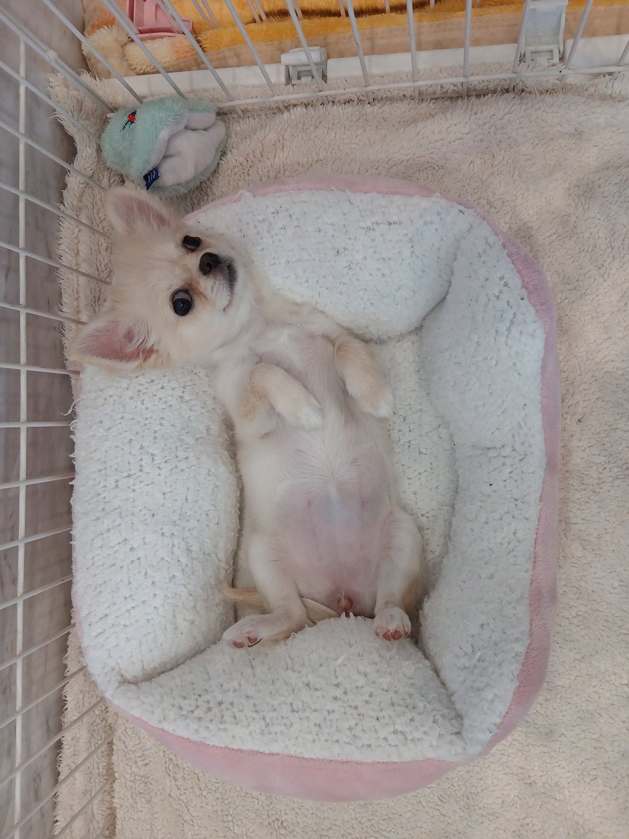 #アネラカフェ佐倉  #チワワ  #コニャック  #ワンコ  #保護犬 
お昼寝ごの姿可愛かったです😍