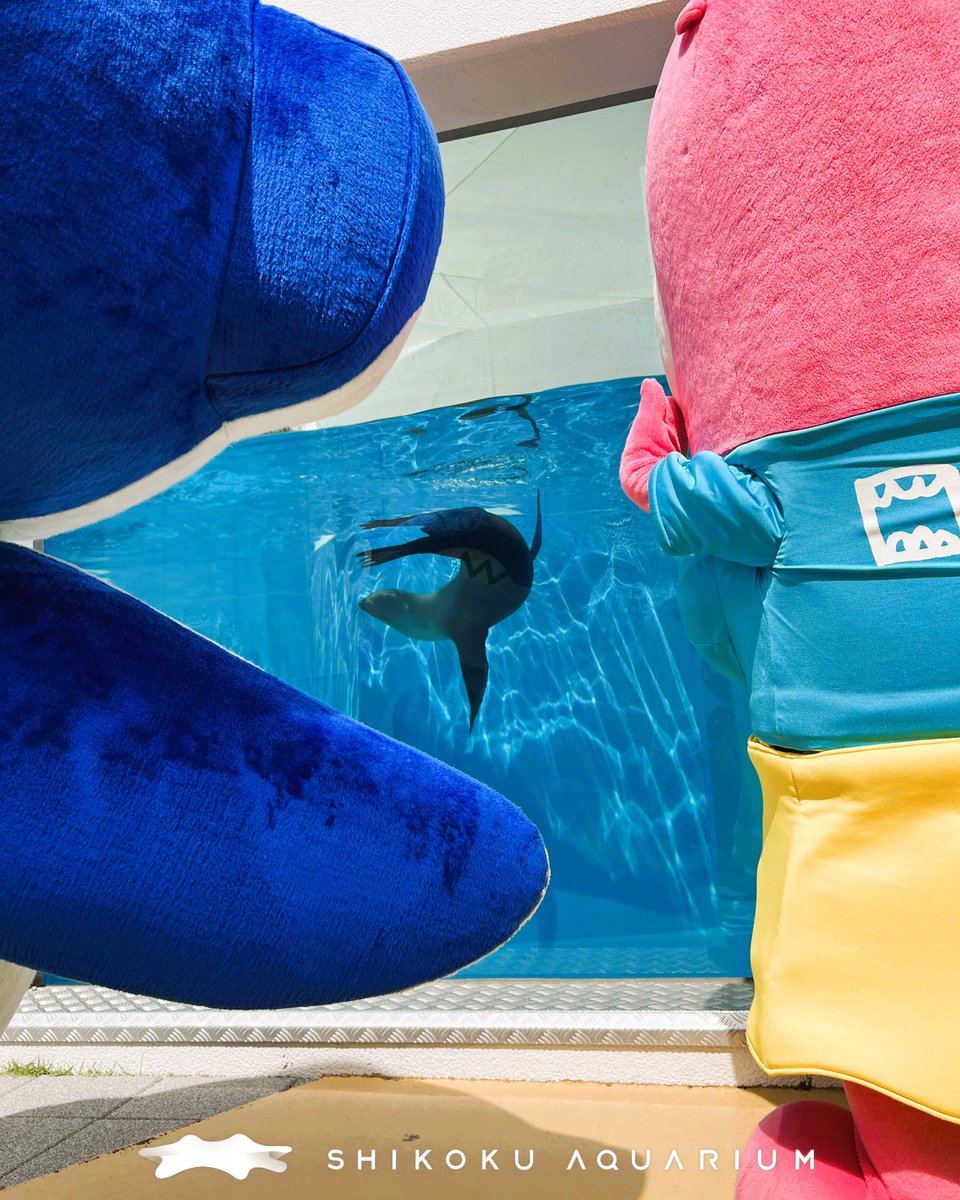 四国水族館 【公式】 tweet media