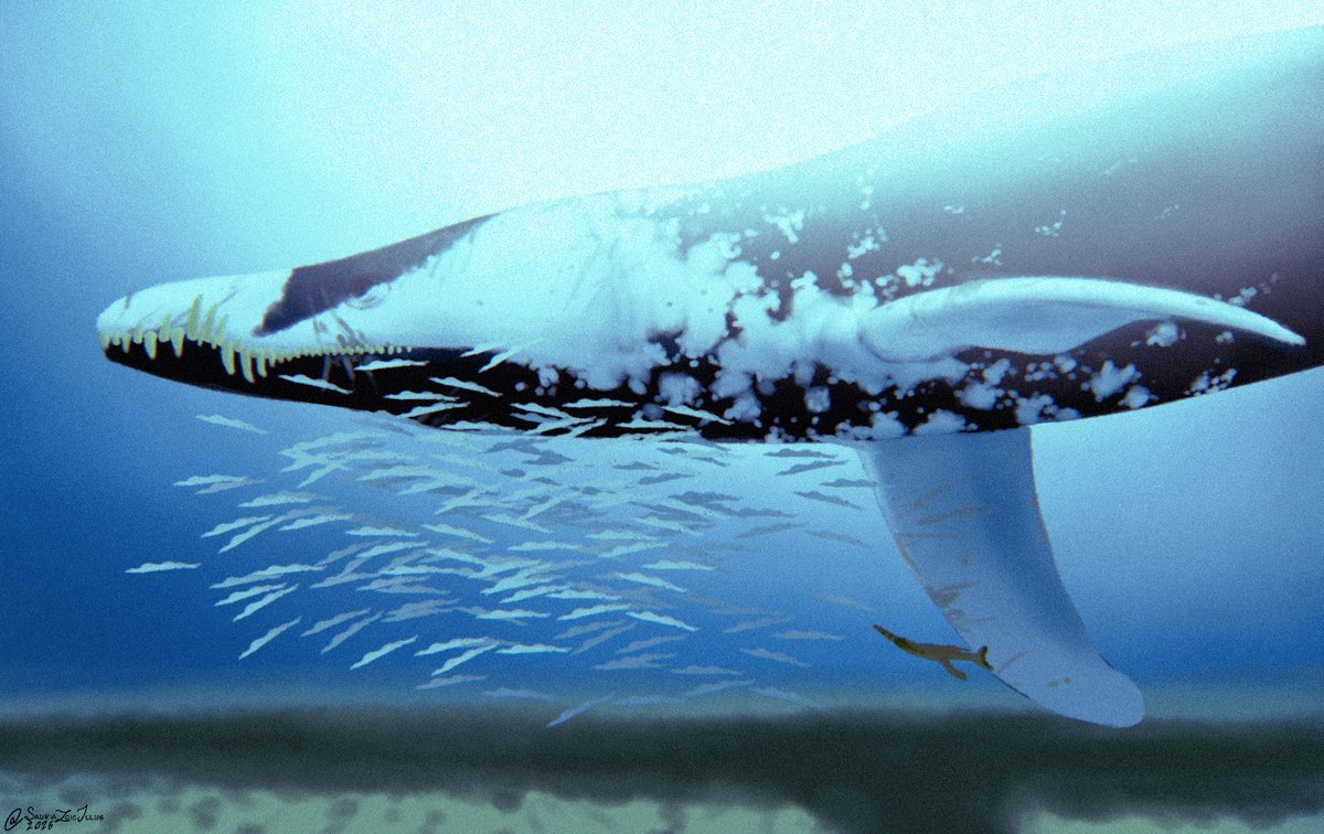 PPaleoartist's tweet photo. this week's #Paleostream flocking was themed around the Walking With series of palaeontology documentaries to honour the late Ben Bartlett who passed yesterday  

we sketched Ornithocheirus, Brontoscorpio, Liopleurodon, and Koolasuchus

#AusPalaeo https://t.co/OkHRFwHU5K