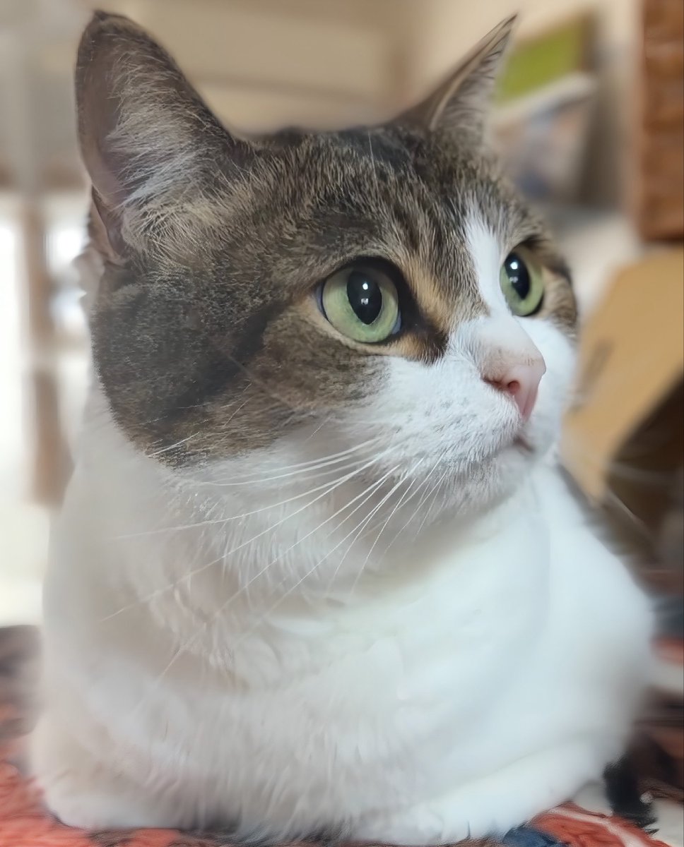 ニコちゃんとこたろう先生とトロとわさび姐さん tweet media