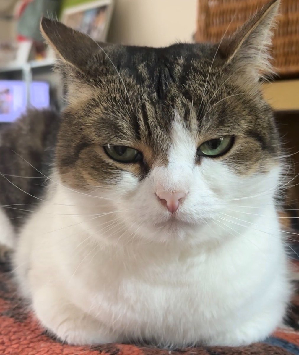 ニコちゃんとこたろう先生とトロとわさび姐さん tweet media