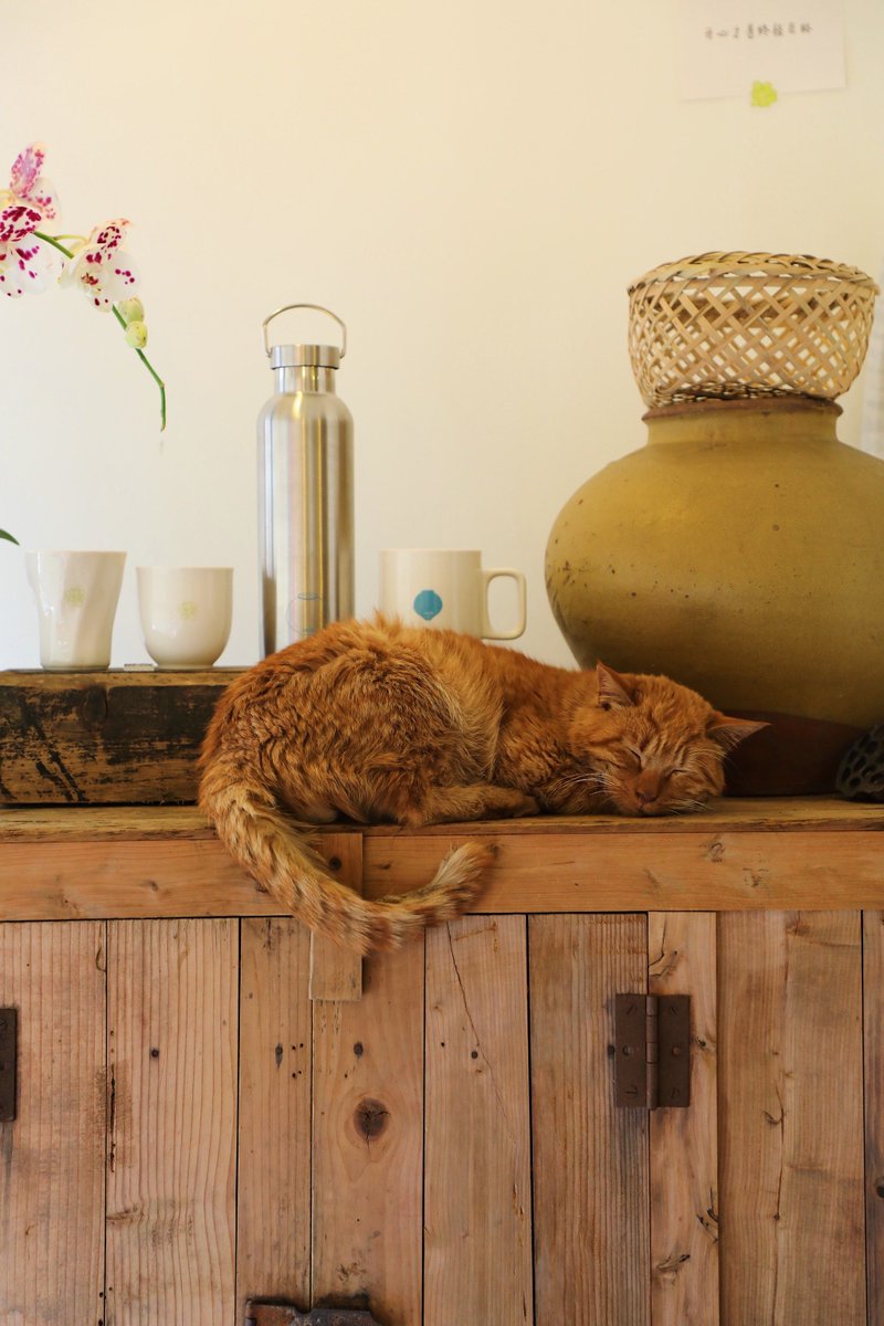 Mamadou43079038's tweet image. "Long day My furball’s purrs u0026 nuzzles turn ‘meh’ into ‘magic’  #PetLove #PawParentMagic"