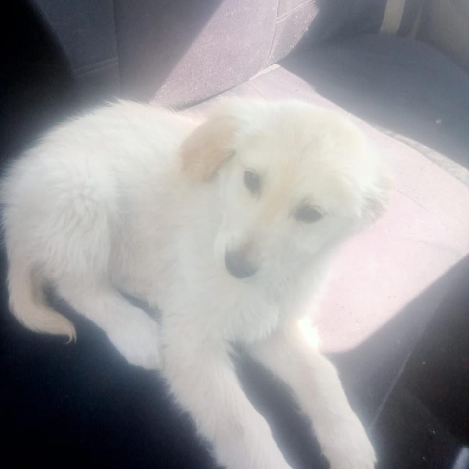 adoptdontshopl's tweet image. 🐕FOR ADOPTION🐕
This 2-month-old female puppy is vaccinated and full of love 💙🐾
She will grow into a large-sized dog, so she needs a committed and caring forever home.
📞 Contact: 76-430742
Can’t adopt? Please share!

#adoptdontshop #dog #adoption #lebanon #foreverhome