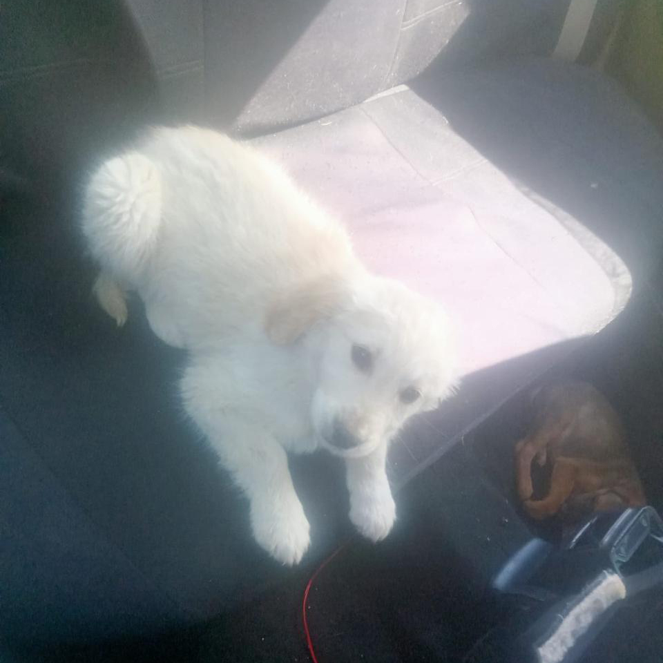 adoptdontshopl's tweet image. 🐕FOR ADOPTION🐕
This 2-month-old female puppy is vaccinated and full of love 💙🐾
She will grow into a large-sized dog, so she needs a committed and caring forever home.
📞 Contact: 76-430742
Can’t adopt? Please share!

#adoptdontshop #dog #adoption #lebanon #foreverhome