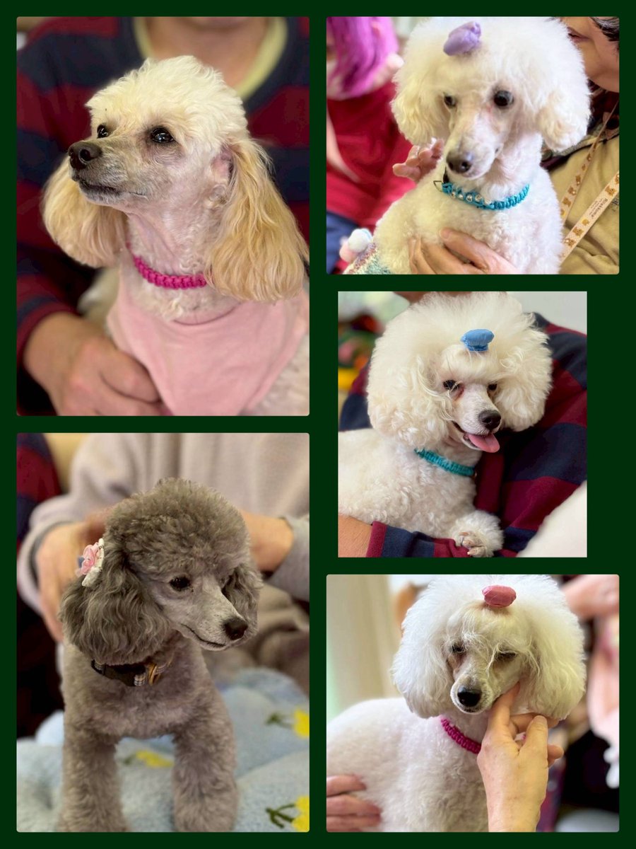 npo_ambitious's tweet photo. いこいの村栗の木寮
セラピー犬の自己紹介から始まり名前や年齢、性別や特徴など、スタッフの方に手話を教えていただきながら紹介
毎月訪問しているので、古株の音ちゃんやレオは、名前を覚えておられる方もいらっしゃいます。頭を撫でてもらったり、見つめ合ってお話ししてもらったりと笑顔いっぱい https://t.co/CIMxoE1Vtd