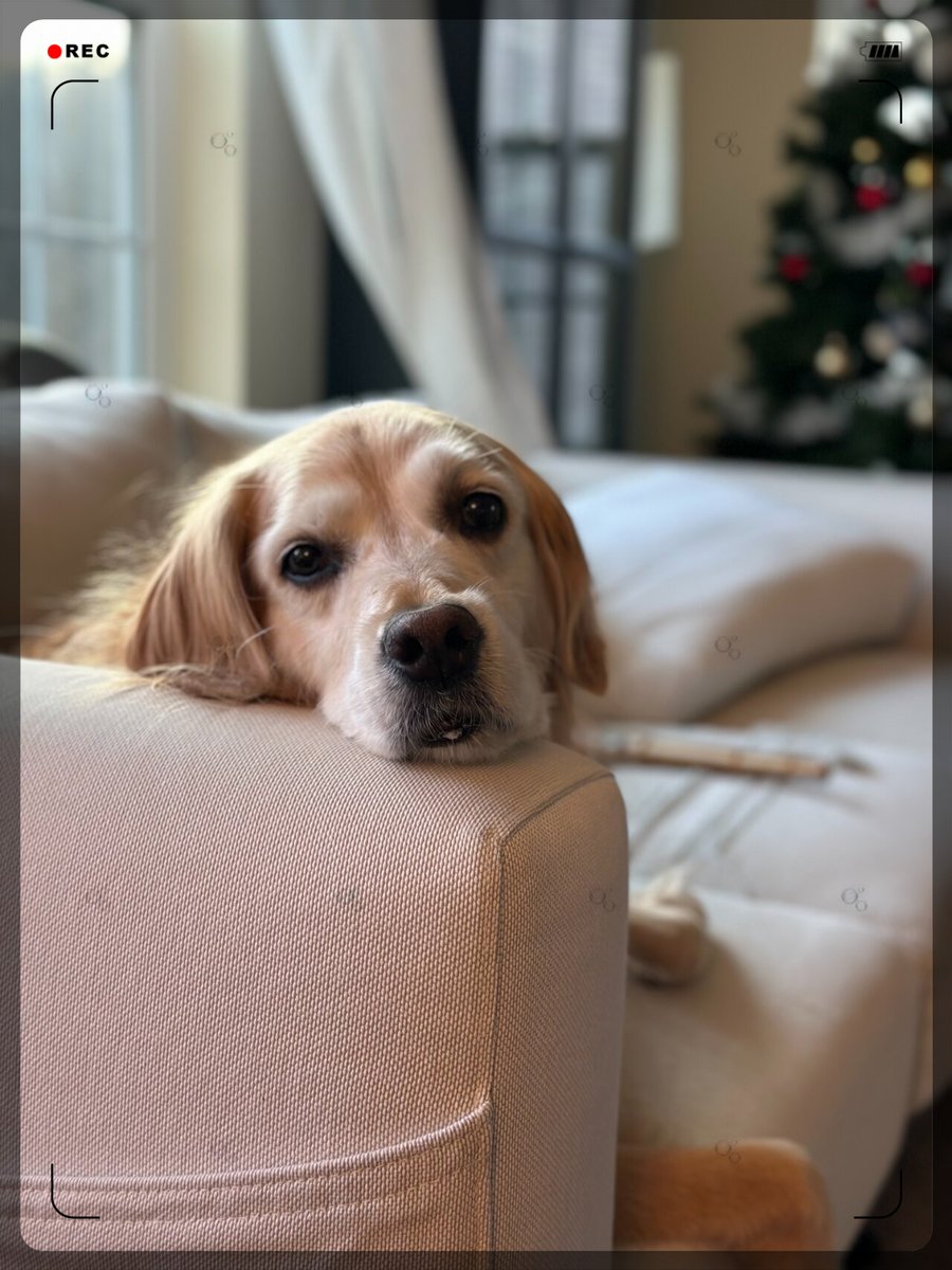 lenhaca's tweet image. "When life feels heavy, your pup’s just a nuzzle away.  #PetLove #PawCompany"