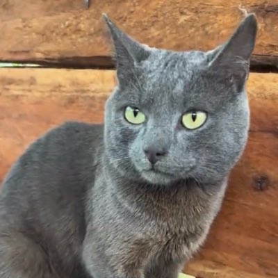 Fardcats rescue shelter tweet media