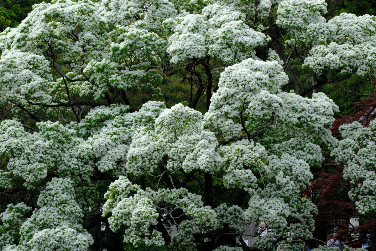 ぷくぷくタッケー tweet media