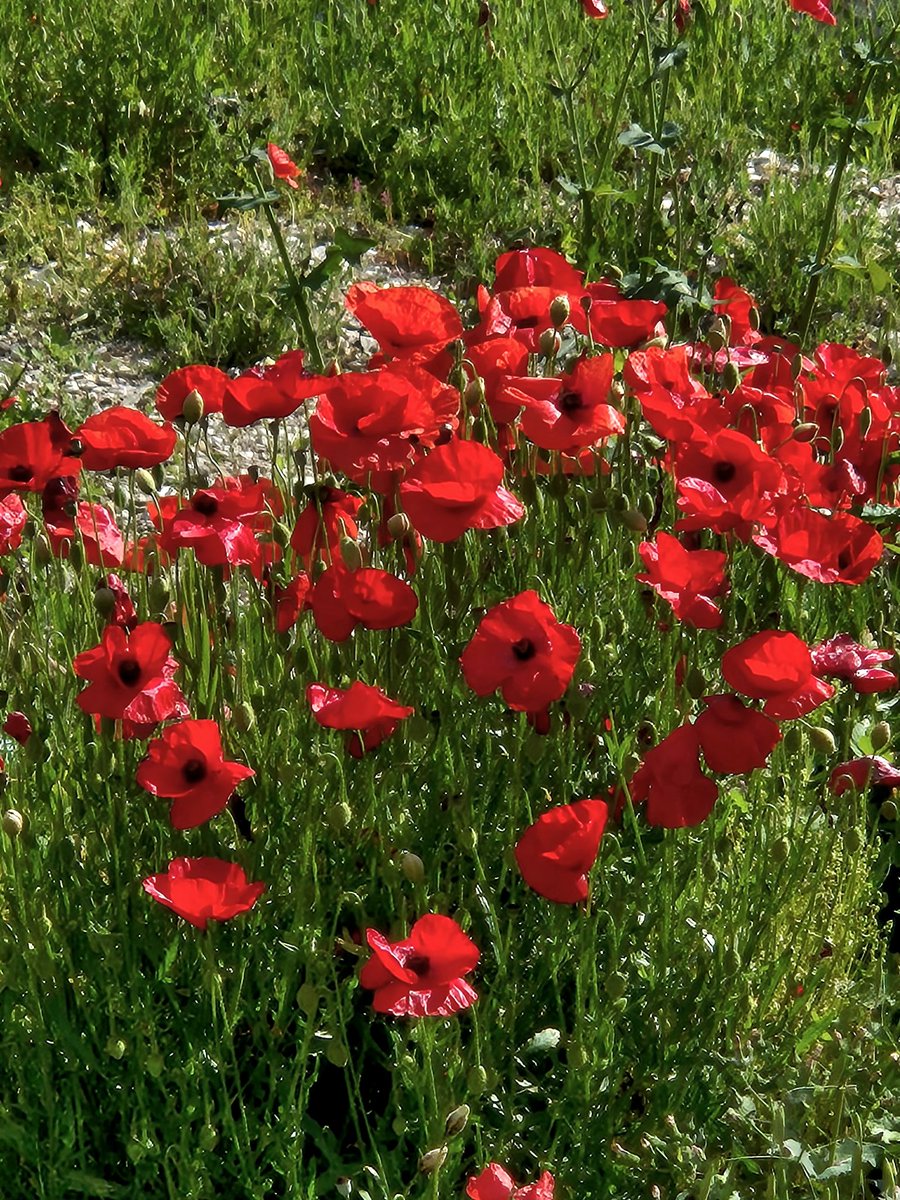 Buona festa della Liberazione.