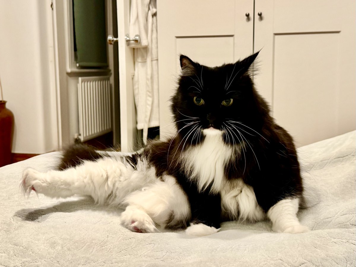 PickleAndNancy's tweet image. 😻Stretching into #Caturday - have a great day everyone, love Nancy #PickleAndNancy 💕🐈‍⬛