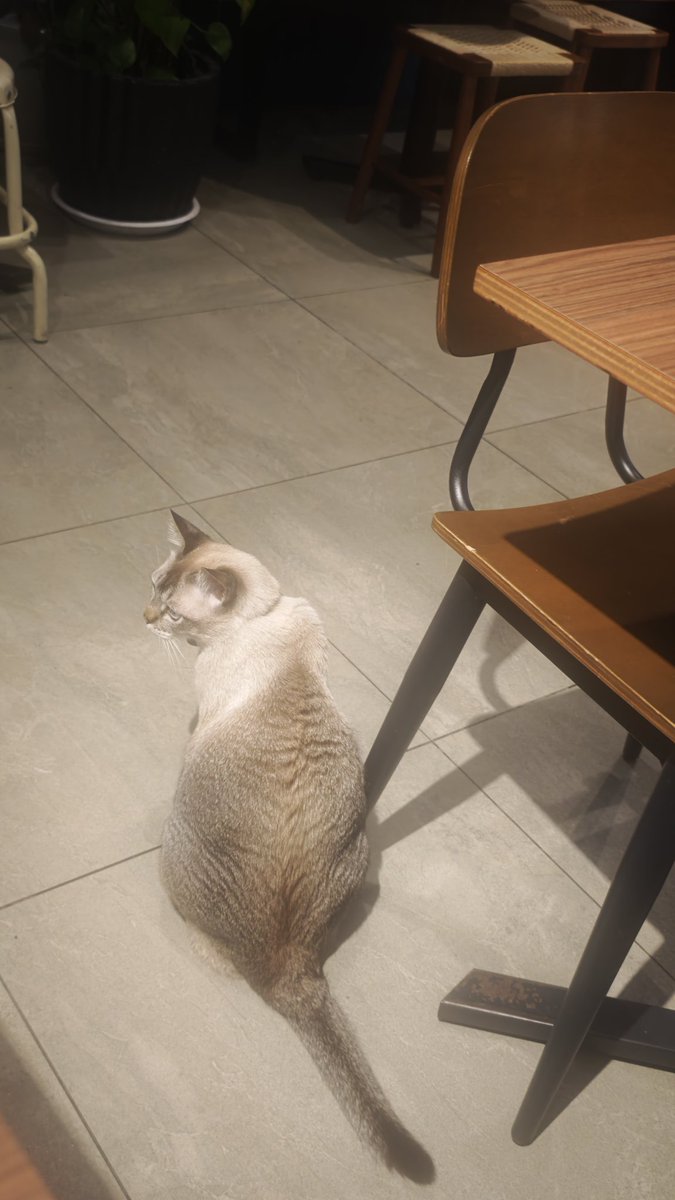 ᡣ੭春歌かなたᡣ੭ tweet media