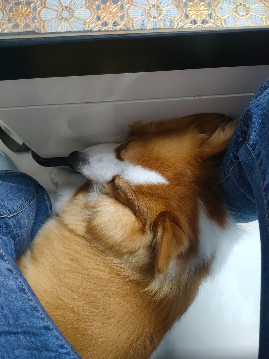 JHWH30016865's tweet image. "Rainy afternoons hit different with a warm pup curled up by your side  They don’t need fancy plans—just your presence, and their cozy snuggles are your best mood boost. Who’s your rainy-day snuggle buddy #PetLove #CozyMoments"