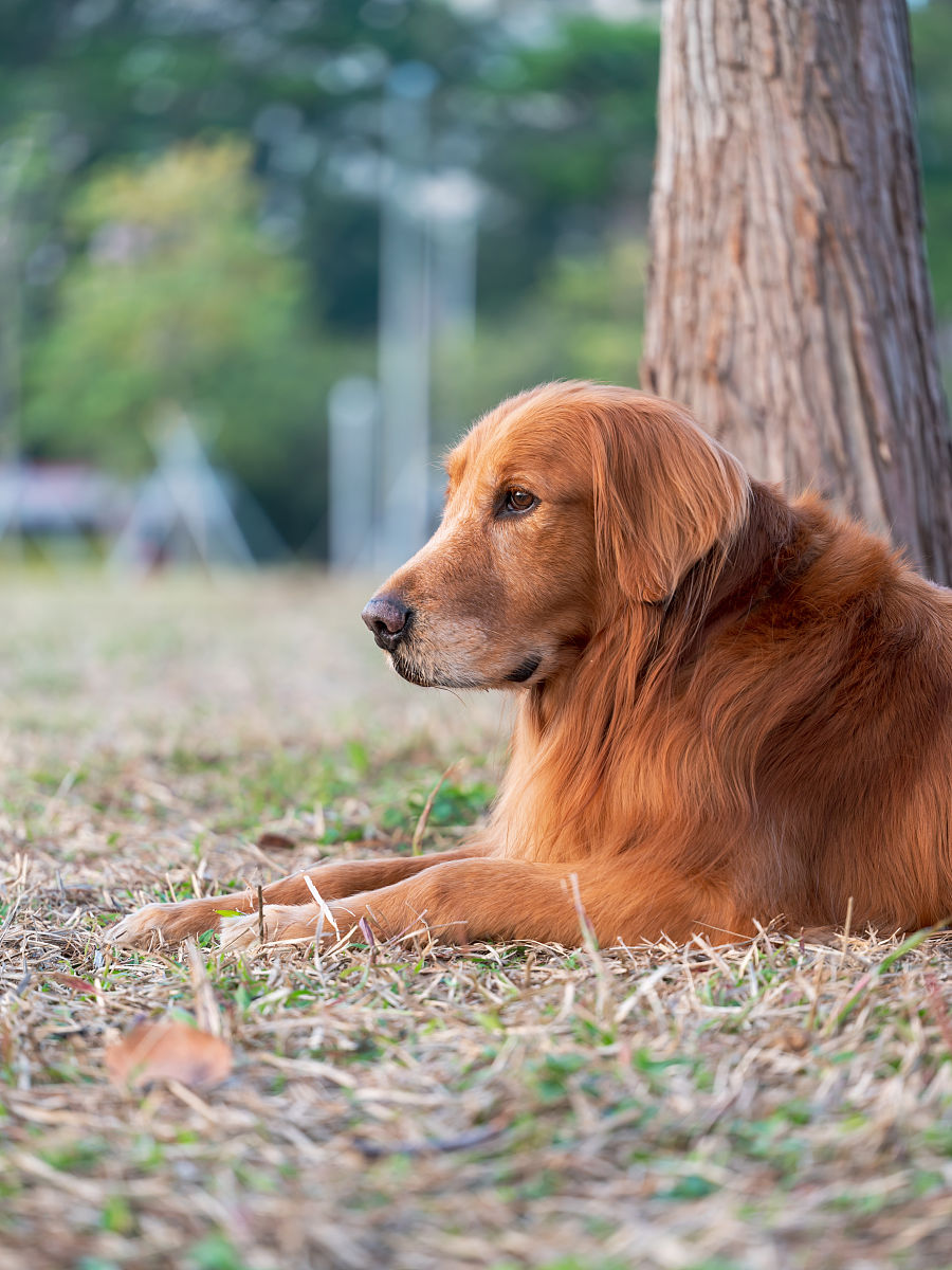 brett87675063's tweet image. "A wagging tail u0026 warm snuggles—pets turn ordinary days into magic.  #PetLove #FurBabyJoy"